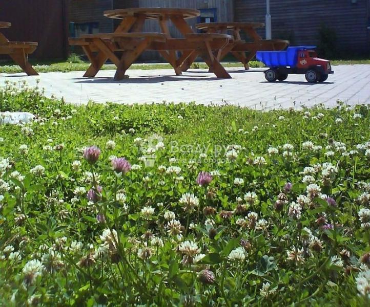 Белый клевер для газона: отзывы садоводов, фото, посев и выращивание