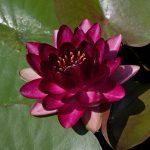Лотос, кувшинка (водяная лилия), кубышка: сходства и различия