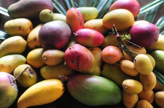 Манго: популярные сорта экзотических фруктов