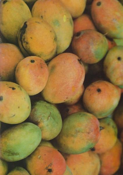 Манго: популярные сорта экзотического фрукта