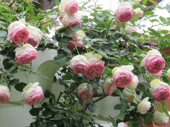 Роза Пьер де Ронсар: воплощение французского шарма