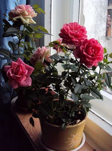 Как правильно подготовить комнатную розу к зиме