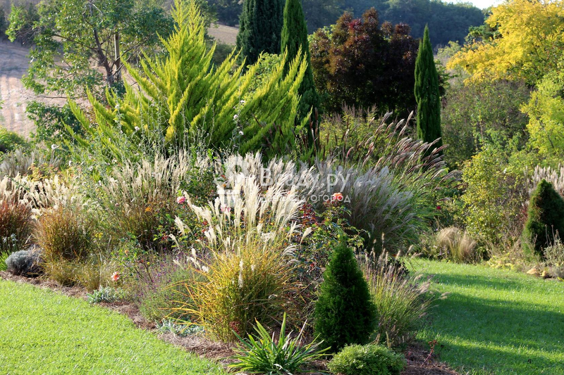 Декоративная трава для сада - выбираем растения и украшаем участок