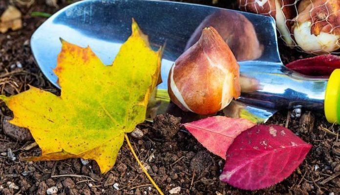 Подготовка сада к зиме Осенью: список и полезные советы для садовника