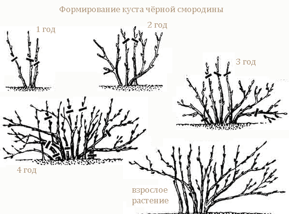 Чёрная смородина Пигмей: от посадки до сбора урожая