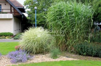 Декоративная трава для сада - выбрать растения и украсить территорию