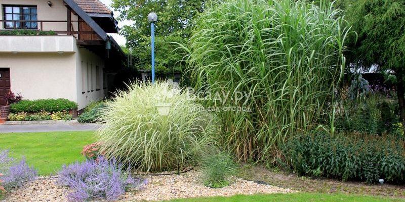 Декоративная трава для сада - выбрать растения и украсить территорию