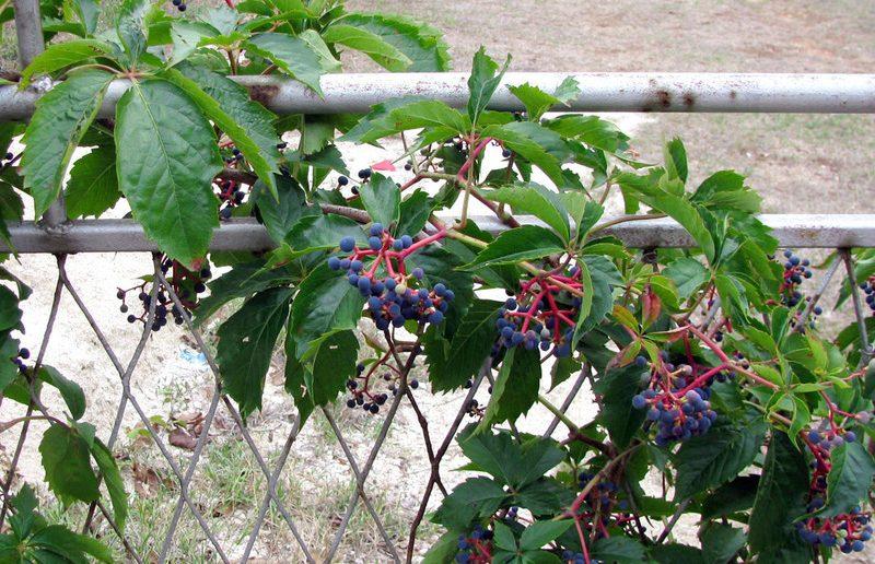 Девичий виноград: как взять его рост под контроль или вывести с участка навсегда