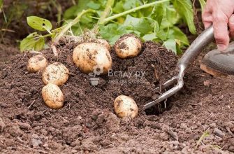 Выращивать картофель по методу П. Р. Балабанов и собрать невероятный урожай