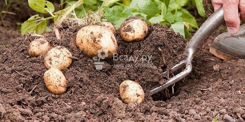 Выращивать картофель по методу П. Р. Балабанов и собрать невероятный урожай