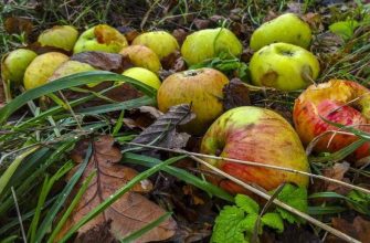 Яблоки и груши в компост: положить или нет?