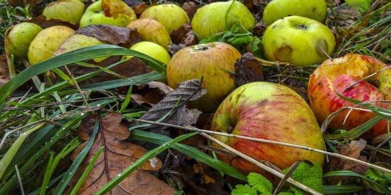 Яблоки и груши в компост: положить или нет?