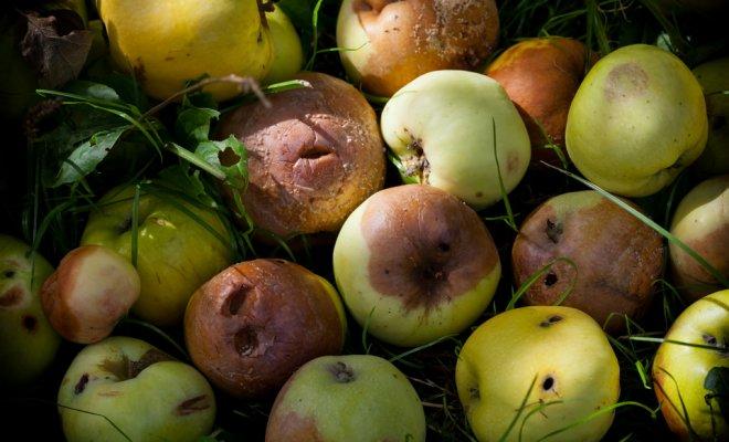 Яблоки и груши в компост: класть или нет?
