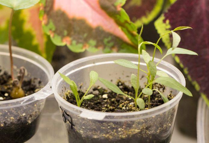 Клематисы из семян: вырастить сложно, но вполне возможно