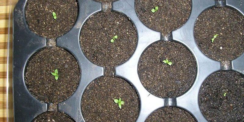 Клематис из семян: выращивать сложно, но можно