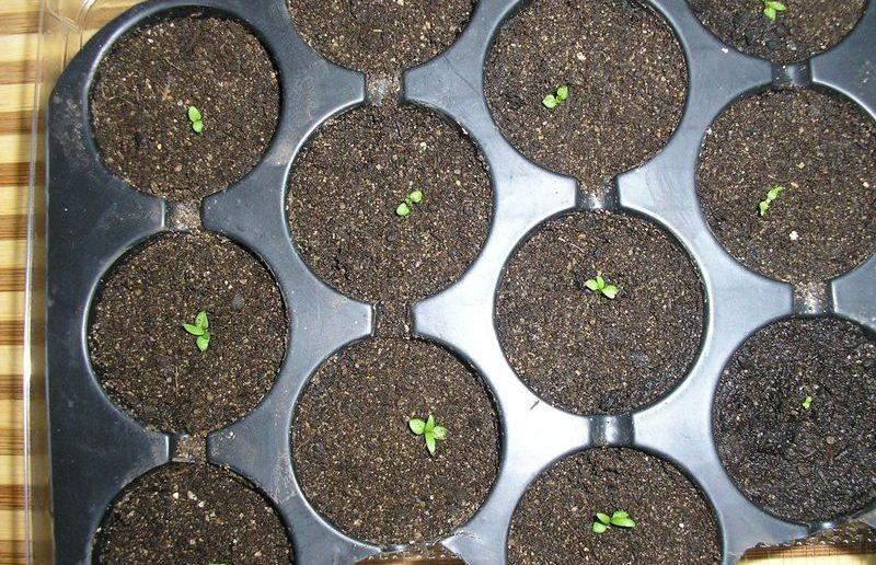 Клематис из семян: выращивать сложно, но вполне возможно