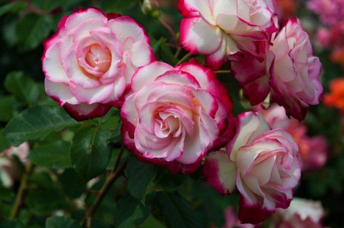 Роза Принц Монако: флорибунда с градиентной окраской лепестков