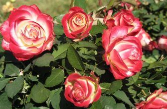 Роза принц Монако: флорибунда с градиентным цветом лепестков