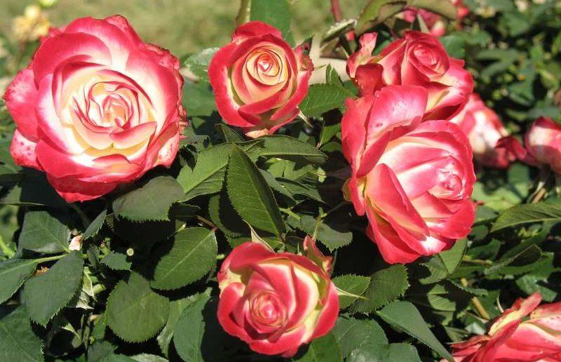 Роза Принц Монако: флорибунда с градиентной окраской лепестков