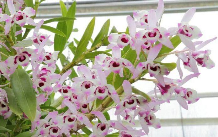 Волшебство свадебного букета из орхидей
