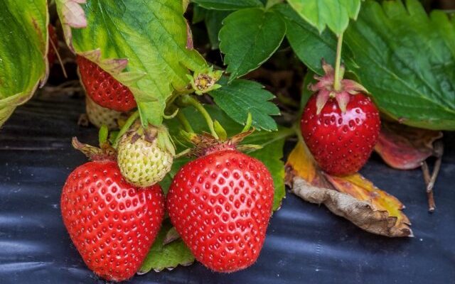 Какие ягоды можно быстро вырастить на даче: ТОП-7