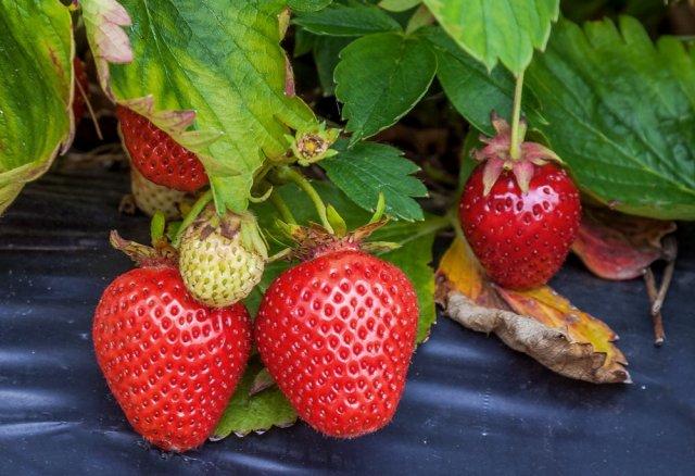 Какие ягоды можно быстро вырастить на даче: ТОП-7