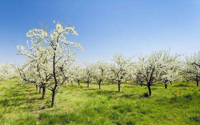 6 причин, почему абрикос весной не цветет