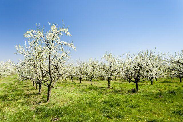 6 причин, почему абрикосы не цветут весной