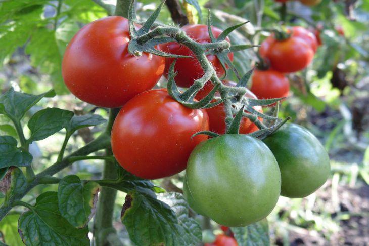 Как вырастить больше помидоров: 10 секретов, о которых бывалые садоводы не хотят говорить