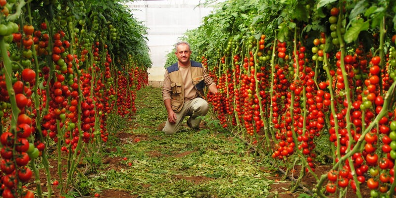 Как вырастить больше томатов: 10 секретов, о которых неохотно говорят опытные огородники
