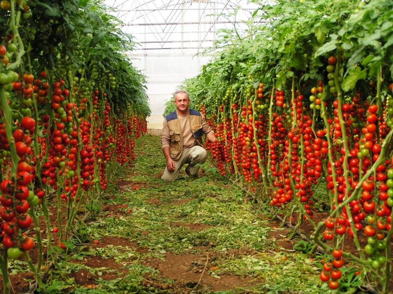 Как вырастить больше помидоров: 10 секретов, о которых бывалые садоводы не хотят говорить