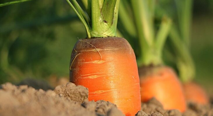 Какая ошибка при уходе за морковью становится причиной прекращения роста корнеплода