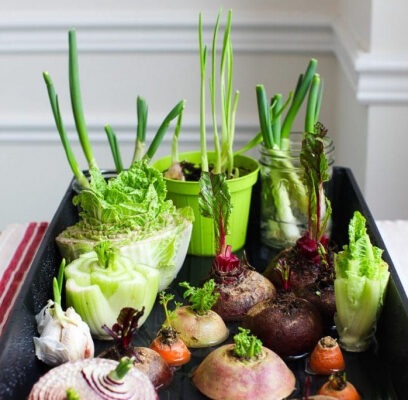 Сажаем в землю обрезки овощей со стола: вырастают за 5 недель