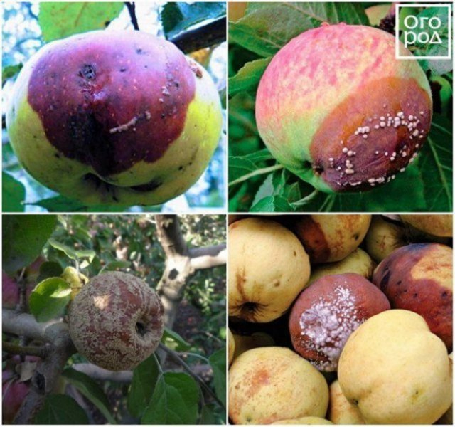 Яблоки гниют на дереве - в чем причина и что делать?