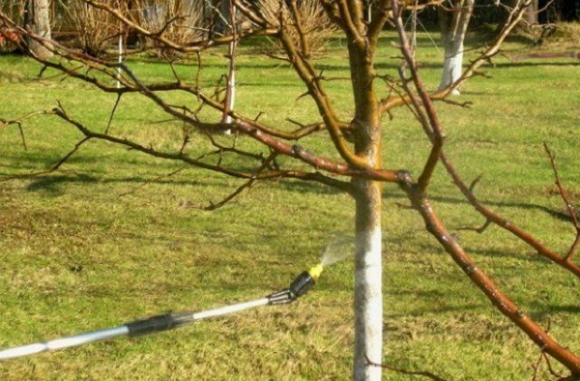 Яблоки гниют вертикально на дереве - в чем причина и что делать?