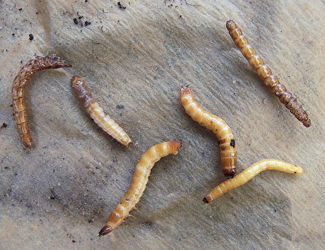 Насекомые на грядке: знакомство с насекомыми в саду по их яйцам и личинкам