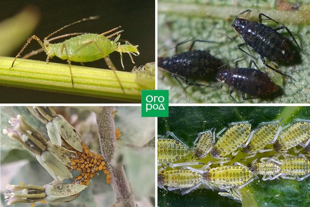 Насекомые на грядке: узнайте насекомых в саду по их яйцам и личинкам