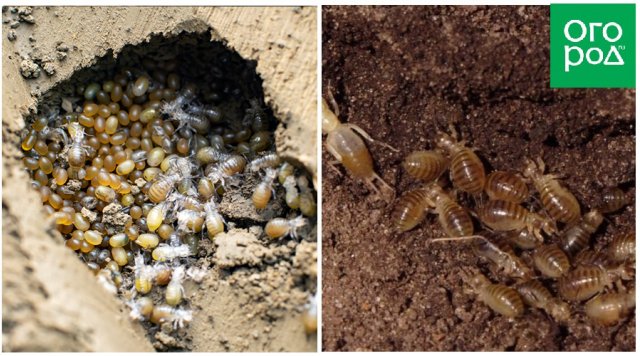 Жуки: узнайте насекомых в огороде по их яйцам и личинкам
