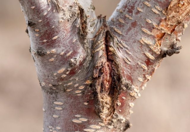 Потрескавшиеся вишни: почему и как вылечить дерево