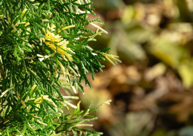 Вариегатные хвойные растения: 10 самых необычных вариегатных хвойных растений для особенной клумбы