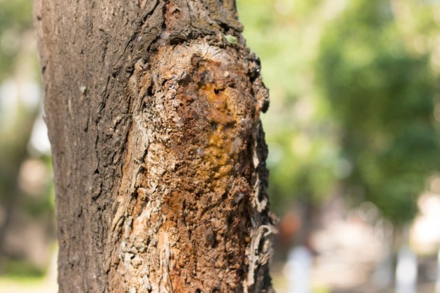 10 признаков того, что дерево необходимо спилить
