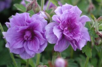 10 видов садовой герани, которые преобразят ваш цветник