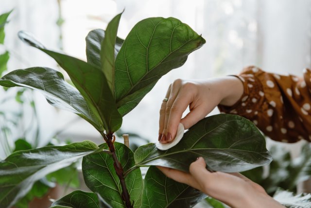 5 вопросов о борьбе с вредителями комнатных растений