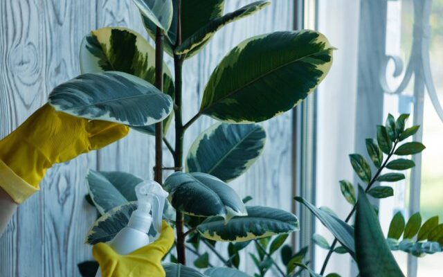 5 вопросов об обработке комнатных растений от вредителей