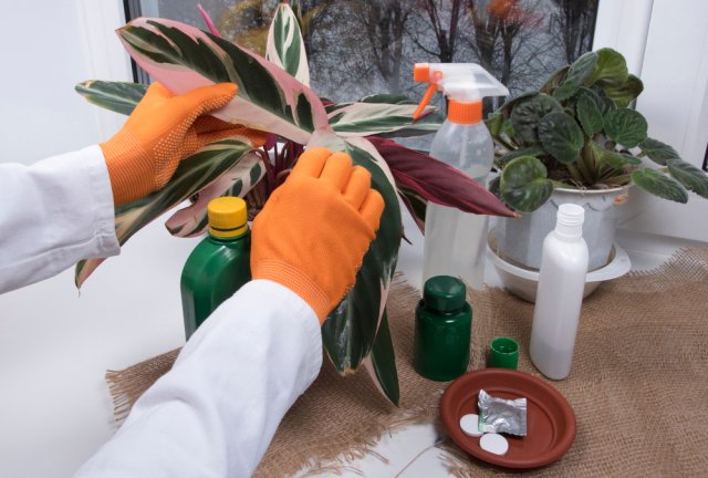5 вопросов о борьбе с вредителями комнатных растений