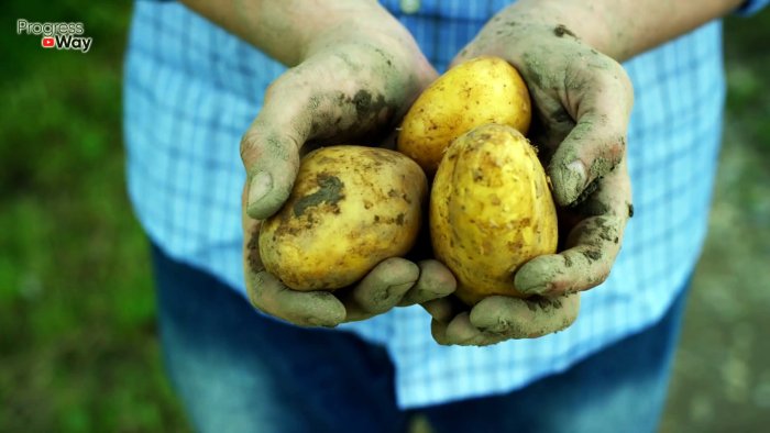 Безопасные и недорогие средства борьбы с цветным картофельным жуком