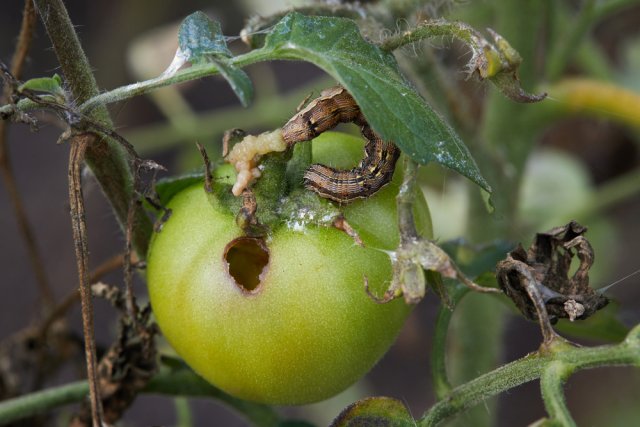 Дырки в плодах томатов: кто ест помидоры прямо с куста