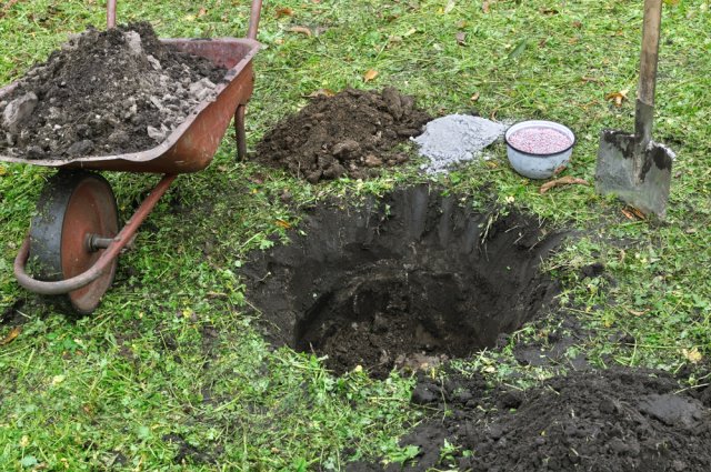 Как подготовить посадочную яму для яблони или груши