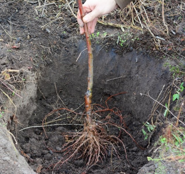 Как подготовить посадочную яму для посадки яблони или груши