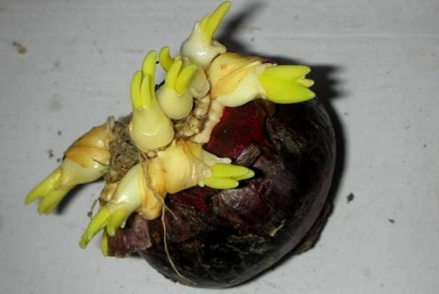 Как размножать луковицы в августе и сентябре